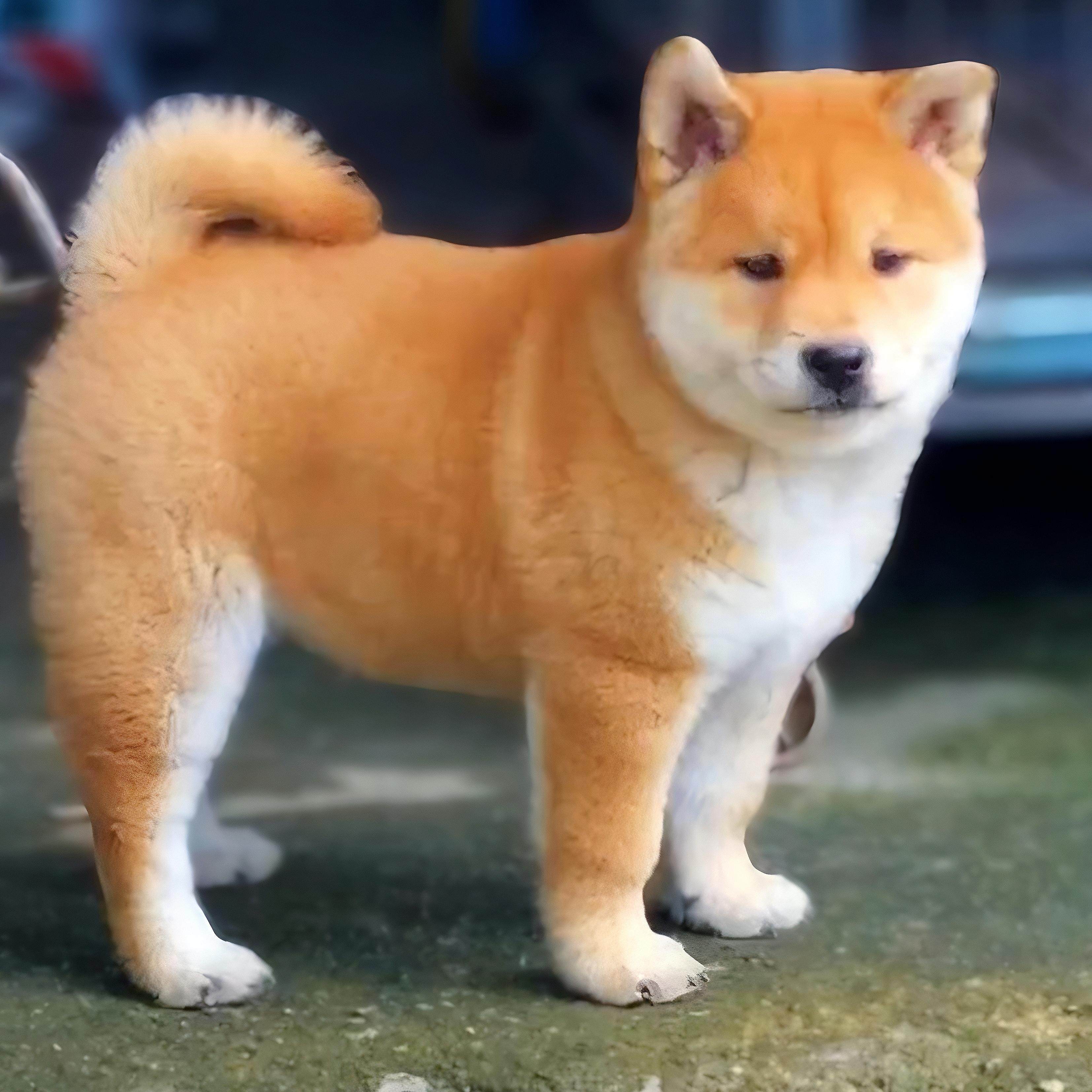 中华田园犬广西土猎黄狗白面虎斑大黄四眼铁包金土松幼犬狗狗活体