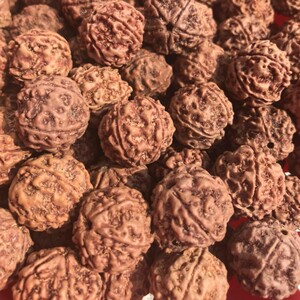 尼泊尔大小金刚菩提子散籽5五6六瓣原籽