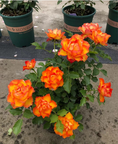 埃斯托里月季植株矮小玫瑰花苗