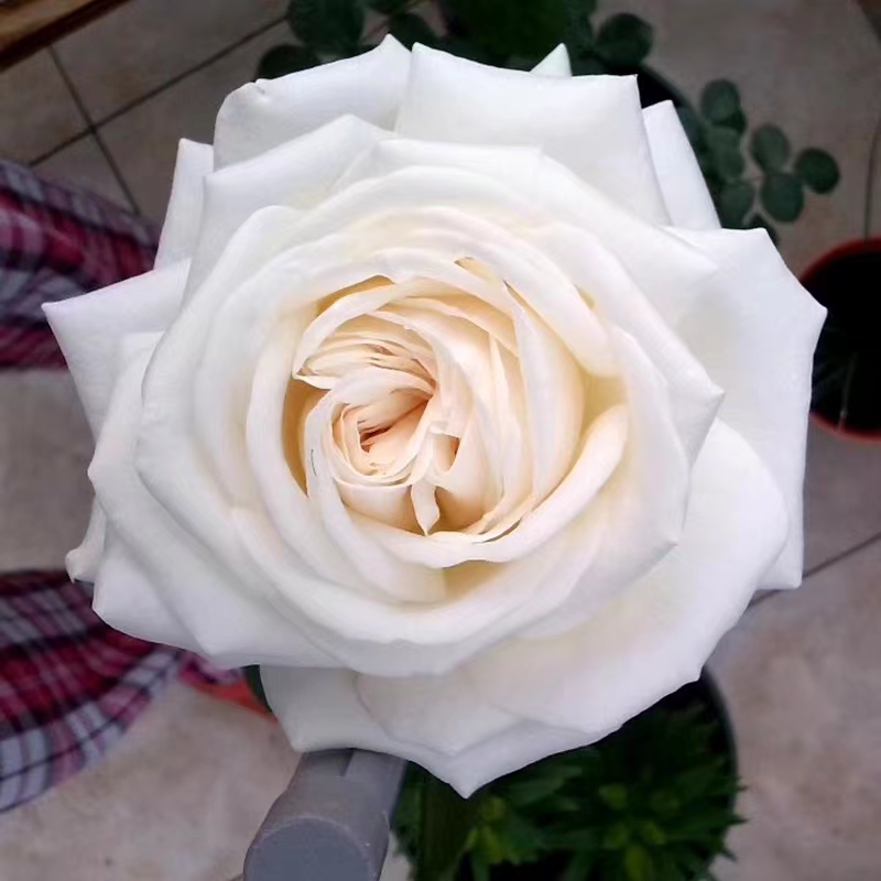 浓香阳台大苗珍妮莫罗