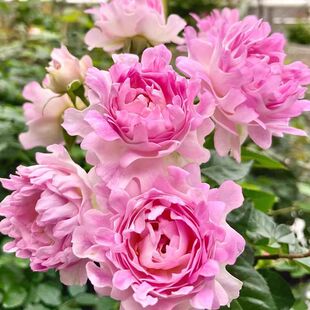 海葵月季 女儿室内盆栽玫瑰花苗庭院观花植物多头勤花耐热耐寒 海