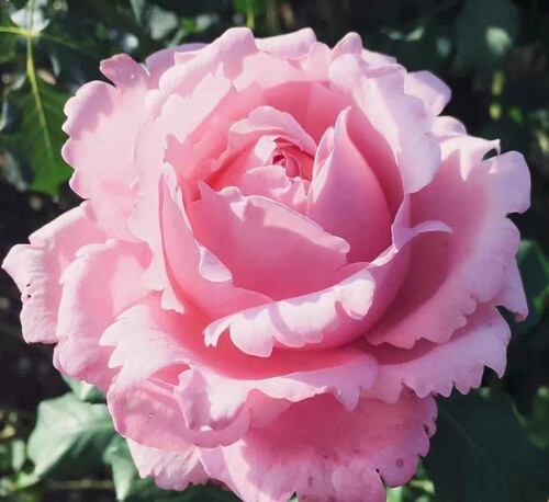 索菲庭院木本花卉欧月春季