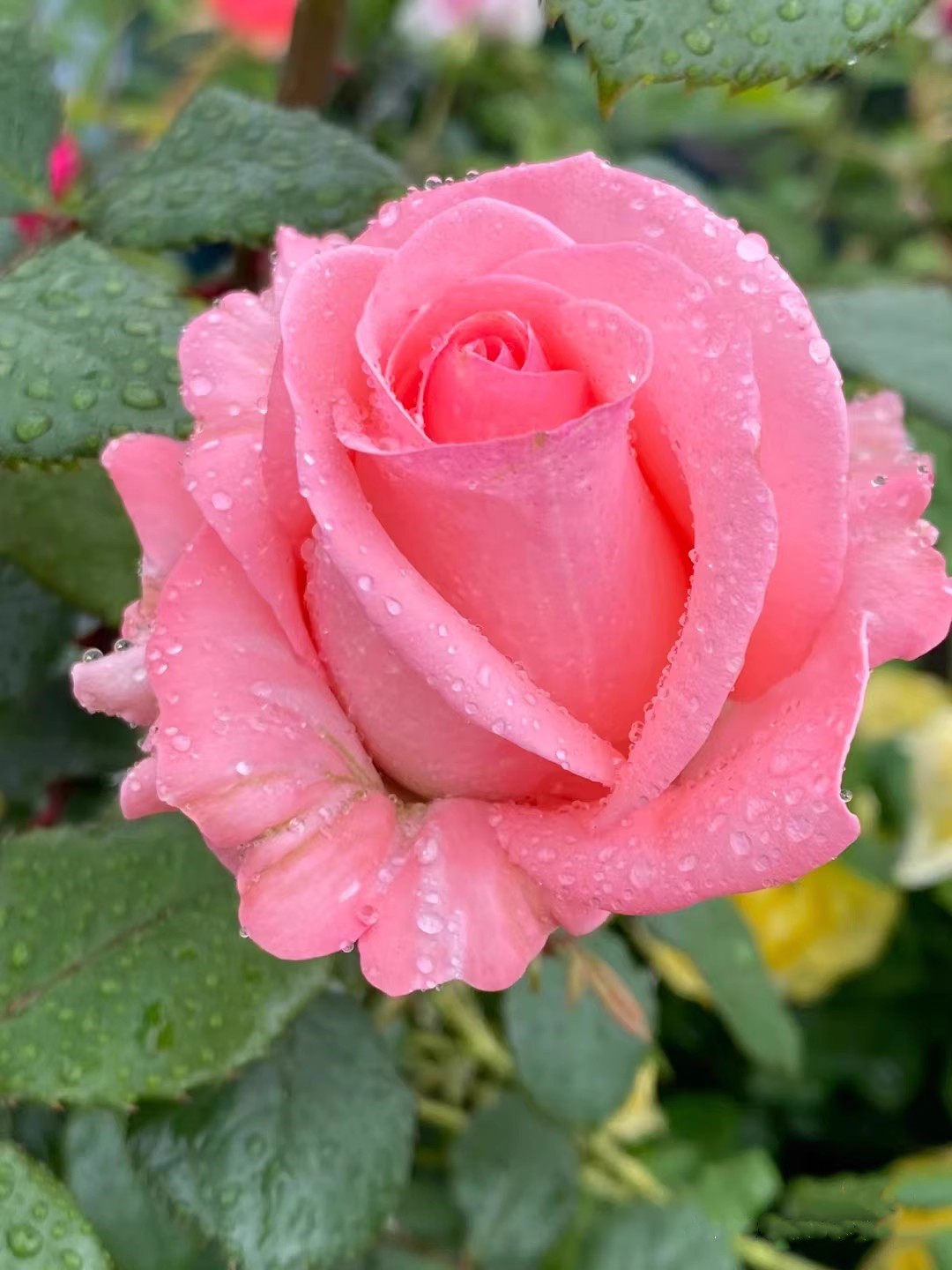 戴安娜月季花苗大花切花 欧月带土发货阳台绿植盆栽新款新手好种,鲜花速递/花卉仿真/绿植园艺,时令草本花卉,淘宝优惠券,粉丝福利购,淘宝优惠卷