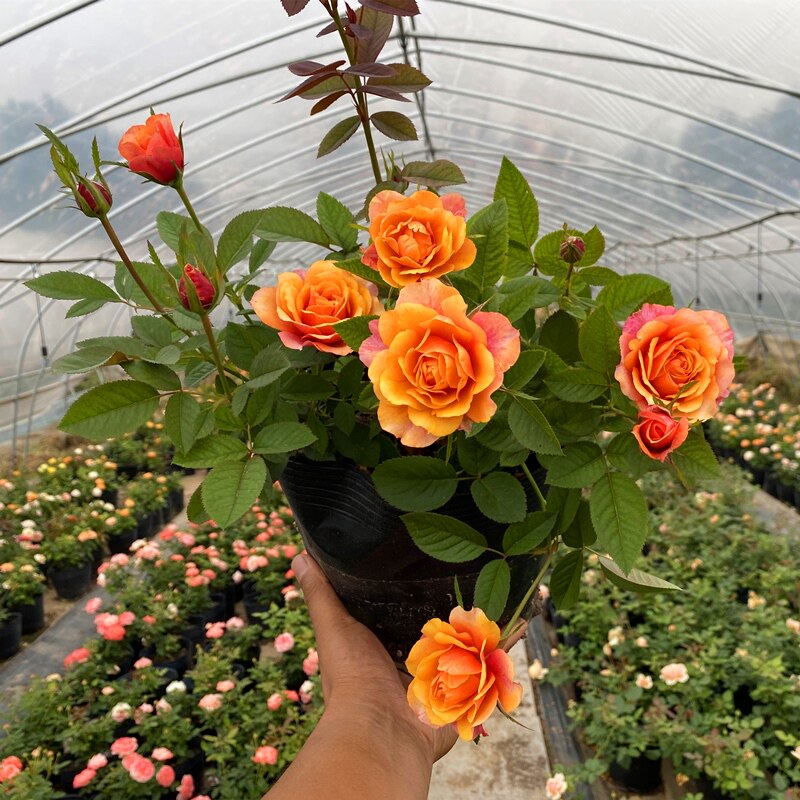 丹麦永恒系列之永远的艾帕索阳台大花微型月季花苗多季浓香玫瑰花