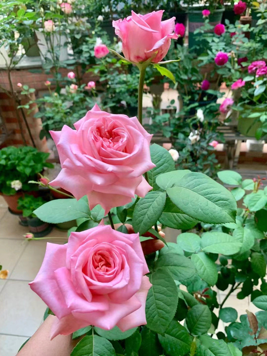 粉荔枝玫瑰月季花苗粉色大花切花月季苗阳台庭院花卉盆栽观花植物