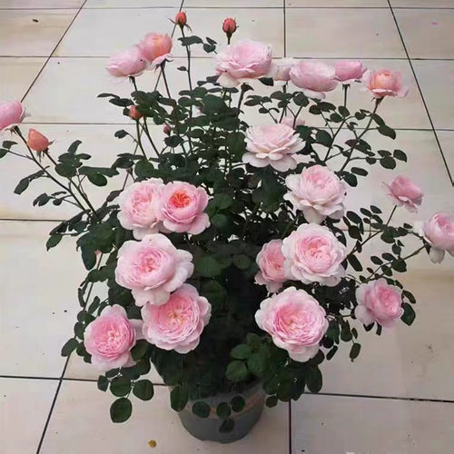 女王灌木庭院月季花苗玫瑰