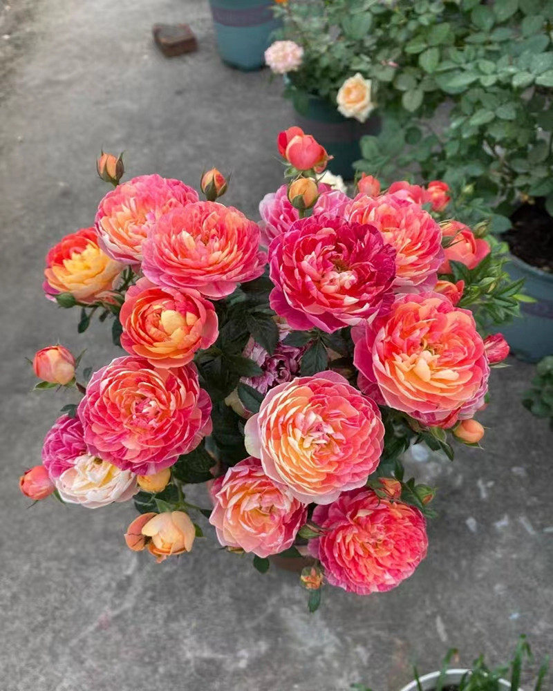 果汁飞溅月季花苗阳台庭院大花卉灌木月季条纹不稳定慎拍多变色花