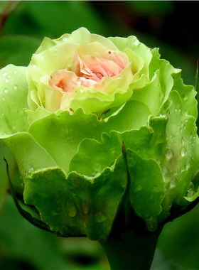 绿星大花月季花苗绿色玫瑰多季开花庭院阳台浓香花卉盆栽好养植物