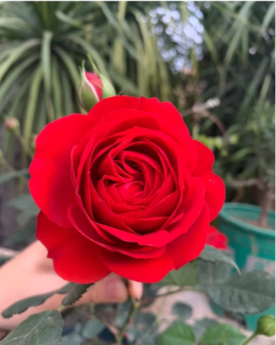 红色玫瑰花阳台灌木欧月