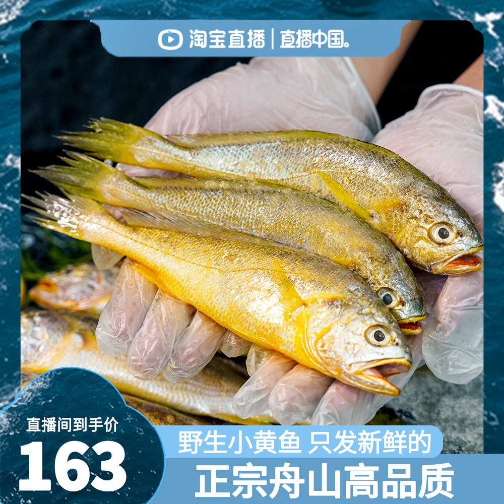 【3斤新捕船供】舟山野生小黄鱼