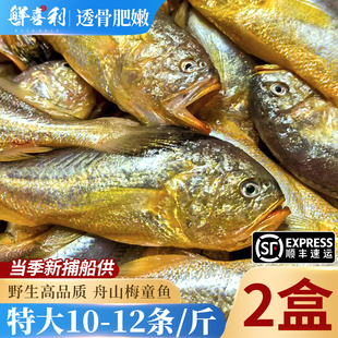 【不含冰衣】舟山新鲜梅童鱼特大梅子鱼大头宝东海捕捞冷冻肉鲜