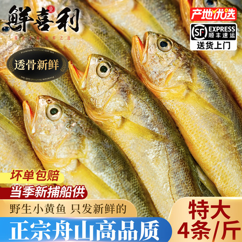 【3斤新捕船供】舟山野生小黄鱼