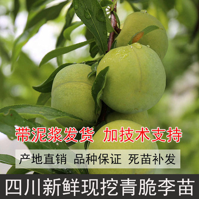 四川晚熟青脆李树苗九月脆李树苗