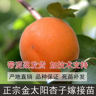 四川现挖杏子树苗金太阳杏子苗凯特杏子苗杏子树大果型杏子嫁接苗