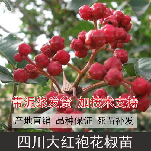 四川汉源大红袍花椒苗狮子头麻椒