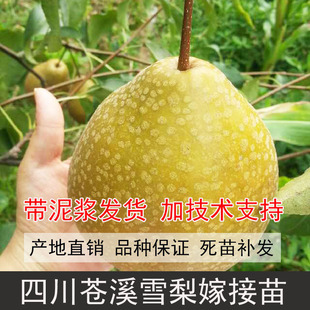四川新鲜现挖苍溪雪梨树苗沙梨苗葫芦梨树苗梨子嫁接苗丰水梨树苗