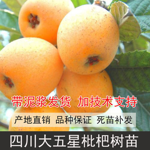 四川大五星枇杷苗枇杷枇杷树嫁接