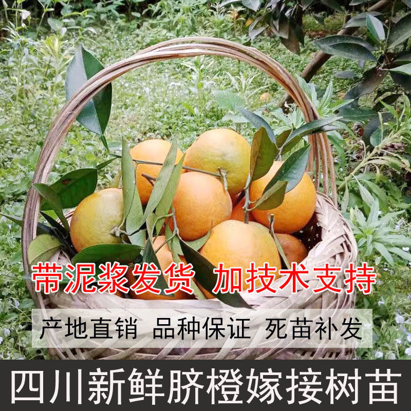四川伦晚脐橙树苗晚熟橙子苗夏橙苗嫁接无籽橙子树苗纽荷尔脐橙苗