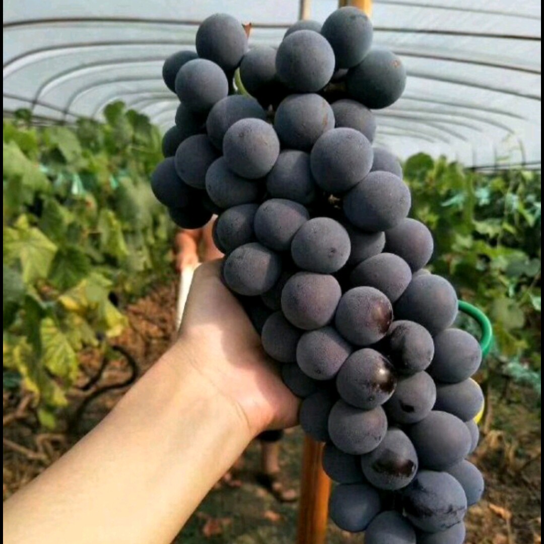 新鲜葡萄无核籽干夏黑紫特色巨峰应反季节耐储存藏榨汁水瓜果蔬菜