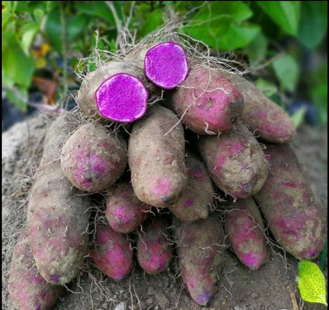 【满10斤包邮】紫山药大脚板薯铁棍怀山紫玉淮山药食同源食品蔬菜