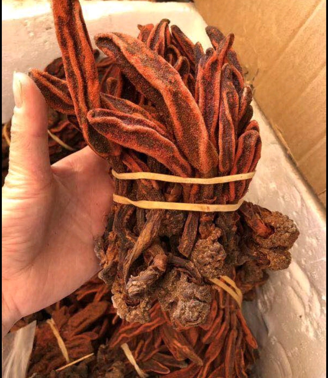 回春草不老草顶天柱还阳草肉苁蓉锁阳泡酒滋补益固肾精气中草药材