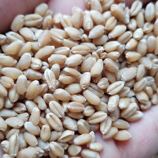 小麦仁去皮熬粥煮稀饭磨面粉酿做啤酒白酒粮食米面麦芽糖原材料