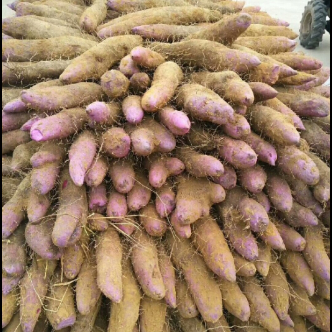 紫色玉山药毛大紫薯河南焦作温县垆土铁棍山药河北小白嘴淮山怀山