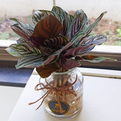水培植物双线竹芋盆栽桌面花卉室内观叶绿植净化空气易养水养植物