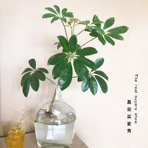 招财树室内水培土培植物