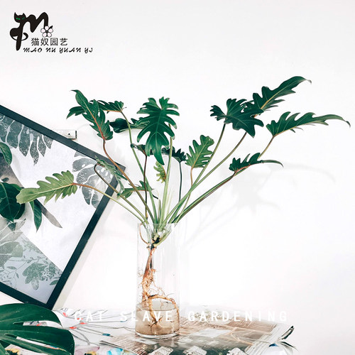 水培小天使蔓绿绒观叶春羽北欧风