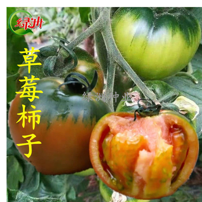 水果番茄种子孑草莓柿子丹东铁皮大西红柿苗秧盆栽司机蔬菜种籽