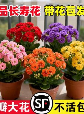 长寿花盆栽花苗带花苞重瓣大花金狐狸室内多年生好养的花卉绿植