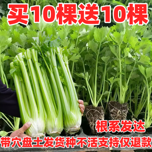 芹菜苗秧皇后西芹苗香芹苗高产蔬菜种苗当季 蔬菜 新鲜农家自种应季