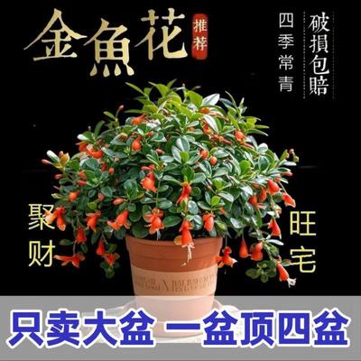 聚财金鱼花室内好养耐活绿植花卉