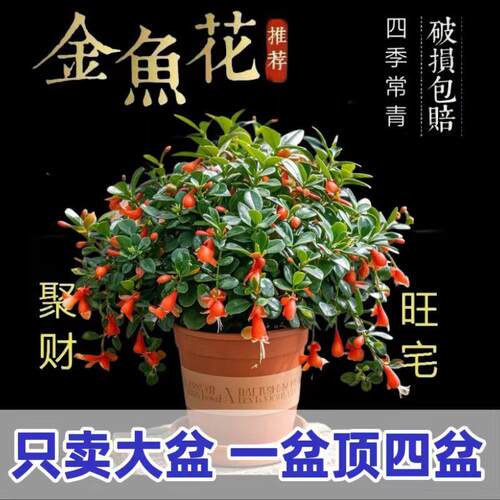 聚财金鱼花室内好养耐活绿植花卉