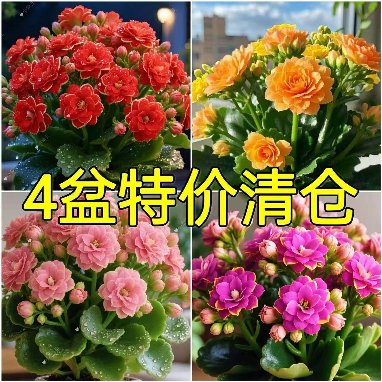 【四季开花】新品长寿花盆栽花卉重瓣大花植物室内绿植带花苞发货,鲜花速递/花卉仿真/绿植园艺,时令草本花卉,淘宝优惠券,粉丝福利购,淘宝优惠卷