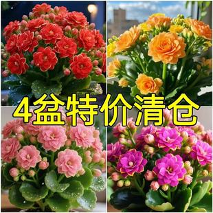 【四季开花】新品长寿花盆栽花卉重瓣大花植物室内绿植带花苞发货