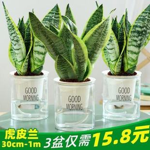 金边虎皮兰盆栽水培绿植办公室内桌面防辐射吸收甲醛好养