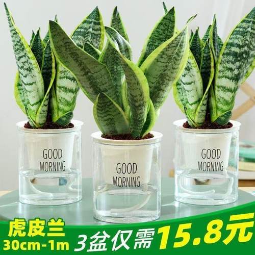 金边虎皮兰水培盆栽好养净化甲醛