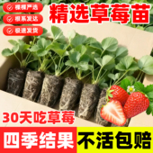 草莓苗秧四季 结果盆栽种子穴盘苗奶油特大号优质批发玄玉红颜隋珠