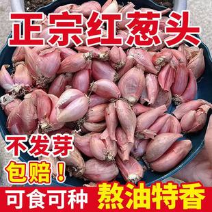 四季小香葱种头四川葱种葱种子种籽小葱葱头红葱本地火葱头种批发
