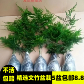文竹盆栽盆景植物室内客厅花卉办公室桌面绿植好养四季 常青大盆栽