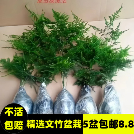 文竹盆栽盆景植物室内客厅花卉办公室桌面绿植好养四季常青大盆栽