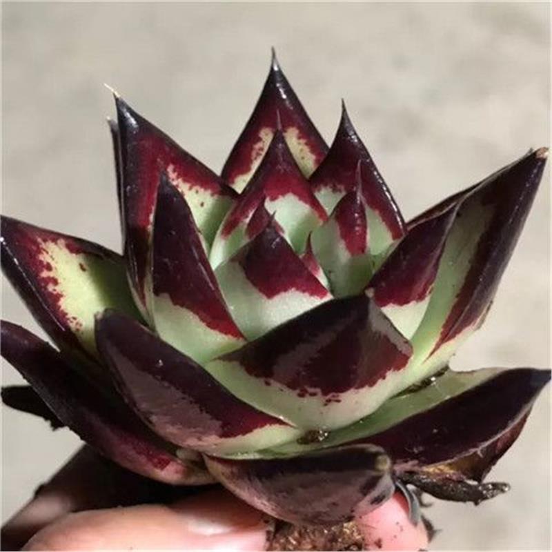 多肉植物乌木黑檀汁天狼星实物拍图拒绝P图