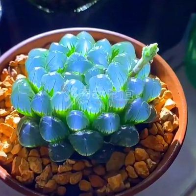 多肉植物冰灯玉露 透窗带盆栽好桌面室内防辐射净化空气美观好养