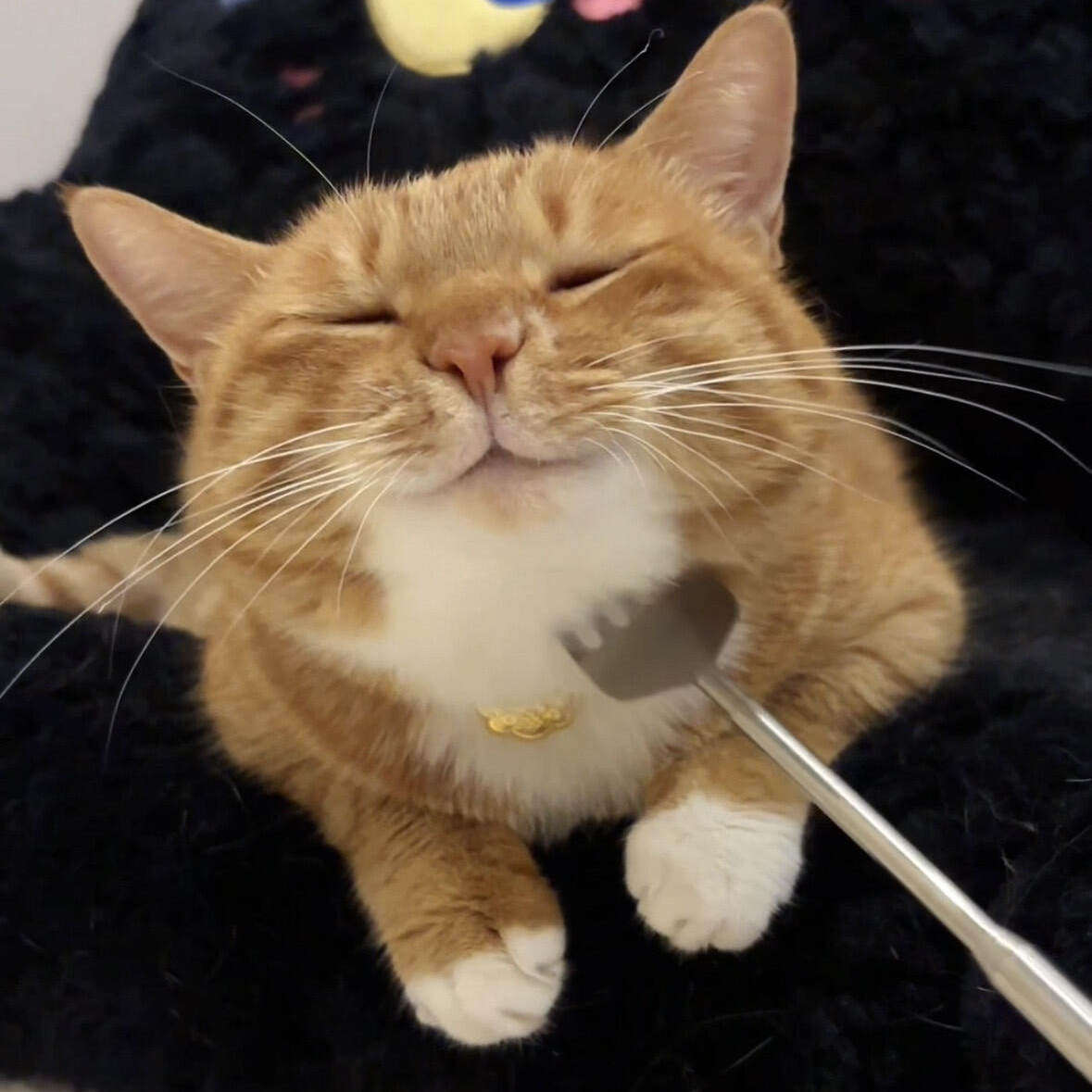 使劲挠,宣~猫咪挠痒痒神器逗猫棒撸猫梳子解闷按摩抓痒可伸缩梳