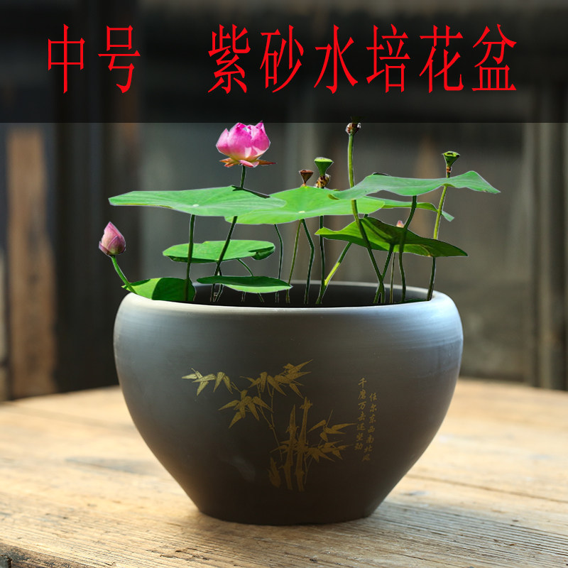 句号紫砂花盆特价清仓铜钱草花缸中号陶瓷碗莲水培无孔荷花睡莲