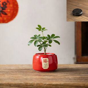 多肉花盆陶瓷喜气精致透气有孔桌面个性创意造型装饰盆栽植物盆盆