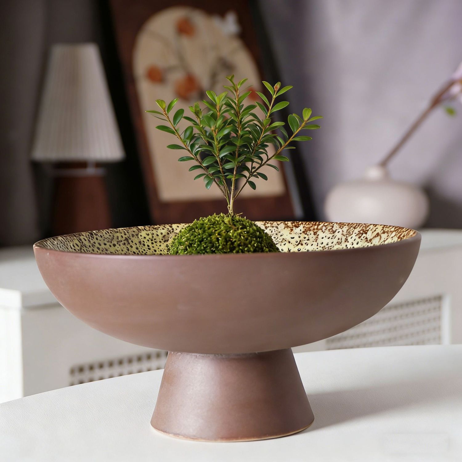 水培器皿菖蒲绿植苔藓球盆托盘无孔陶瓷花盆蕨类观音竹盆桌面装饰