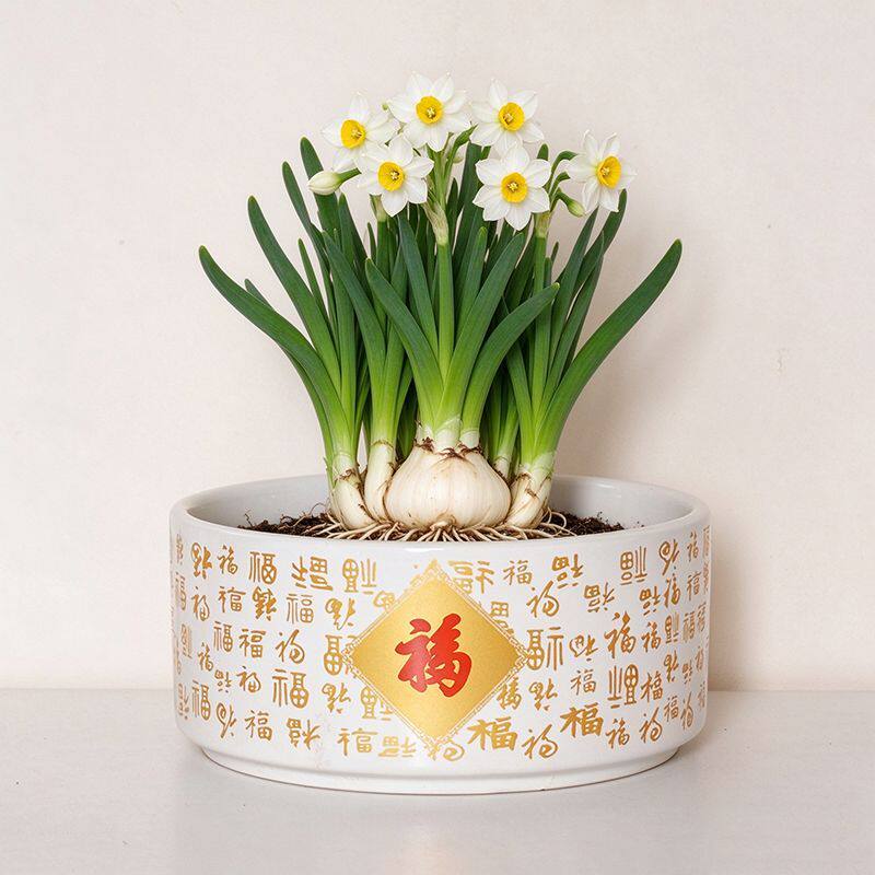 无孔水仙花水培花盆陶瓷铜钱草红色盆千佛祝福简约家用绿植专用盆